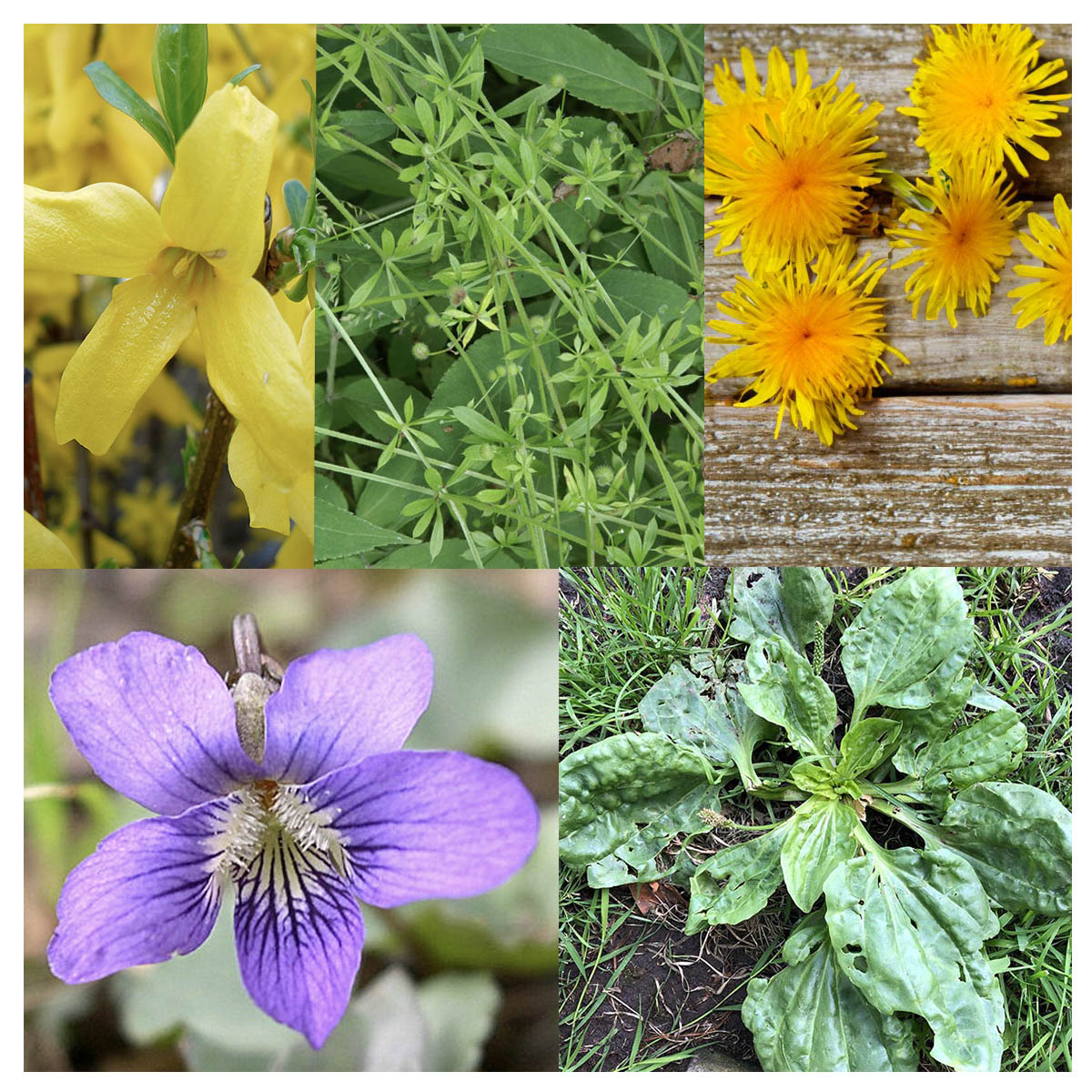 5 images of backyard flowers and plants